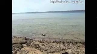Цапля на красном море