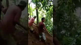 Tato# main di saltra-x batu sangkar