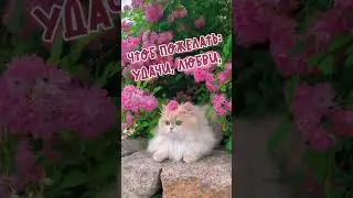 Пожелания друзьям!