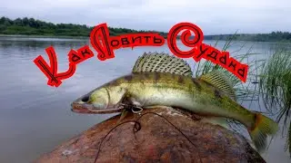 How to catch zander. Where to look for zander. What to catch zander with.