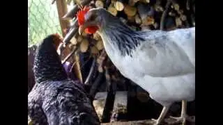 Chickens of the Dominant breed.