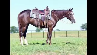 "Shines Sugar Crush", 2020 AQHA Mare