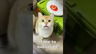 High IQ Dogs Doing Weird Things