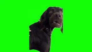 confuse dog meme green screen