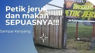 PETIK JERUK MAKAN SEPUASNYA LOSS POL|| PULANGYA ???