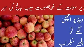 deer swat beautiful apple garden || swat apple garden