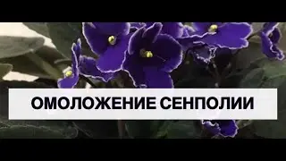 Сенполии. Омоложение куста. Размножение фиалок макушками