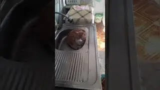 Жизнь в большой семье.