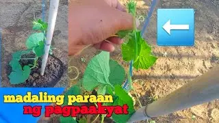 paano mag pagapang ng upo sa balag sa madaling paraan