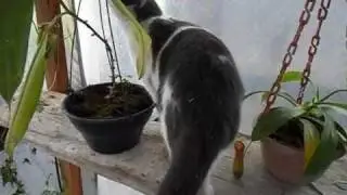 Mip plays with Nepenthes