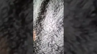 выпола жиза значит делаем