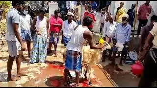 Goat cutting for village festival