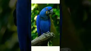#shorts👍🦜Гиацинтовый ара