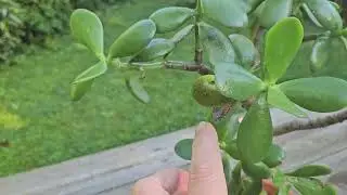 My Jade plant Crassula ovata September 2024