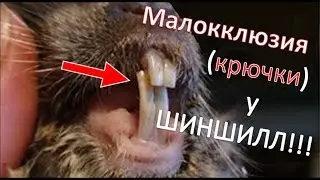 Малокклюзия (Malocclusion) у ШИНШИЛЛ!!! Чем она опасна!!! Как ее лечат! Почему она бывает!