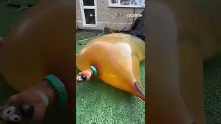 🤯 How much water until Scooby Doo pops 