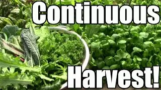 How & Why We Strive for a Continuous Harvest (Zone 5)