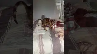 Заснула в ожидании…