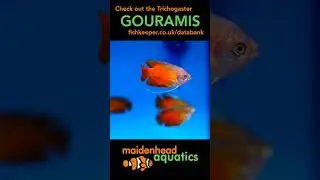 Trichogaster Gouramis #gourami #tropicalfish #fishkeeping
