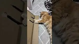 Саня открой саня!!!!!