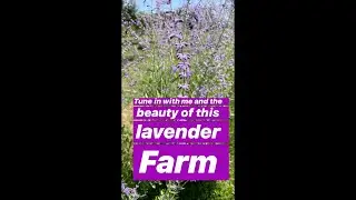 Ground with me and lavender farm