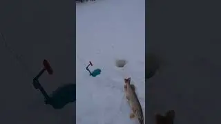 Щука на жерлицы.