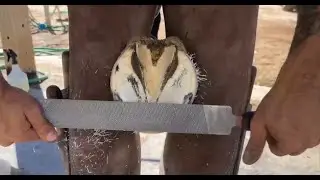 Satisfying Farrier ASMR Полное восстановление копыт