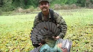 Ocellated Turkey Campeche Mexico
