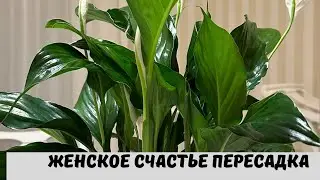 Women's Happiness (Spathiphyllum) Leaves Turn Black, Reasons and Transplant