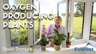 3 essential plants that produce oxygen in our homes.
