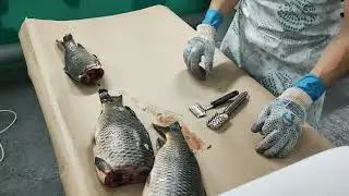 Делаю рыбный фарш из сазана, упаковка в вакуум, очень воздушный .