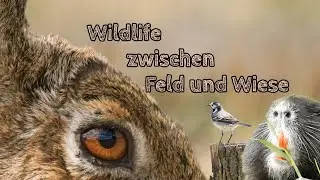 Zwischen Feldern und Wiesen, und etwas Donnerwetter