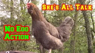 Crazy Pullet, Free Range Cockerel, Bob, Open Face Burgers With Eggs Are YUMMY