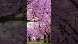 Лепестки Сакуры🌸Очень Красиво Осыпаются🌸Sakura Petals Fall Very Beautifully🍃🌸🍃