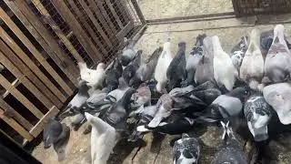 #racer #pigeon #feedshorts