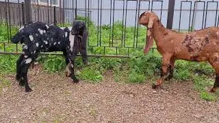 Камори козы.