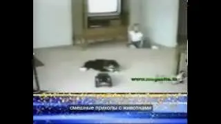 смешные приколы с животнами My Edited Video