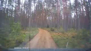 Лось в лесу (Лен. область)