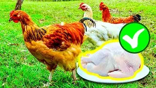 How We KILL & CLEAN a CHICKEN (Ready for Cooking)