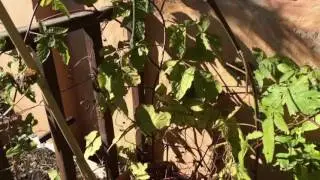 How I prune a Logan berry