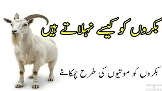 Bakri Ko Kaise Nehlaye|بکروں کو کیسے نہلاتے ہیں