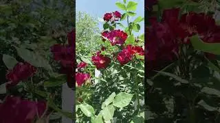 Роза Найт Оул ( Rose Night Owl)  4 июня 2023 г.