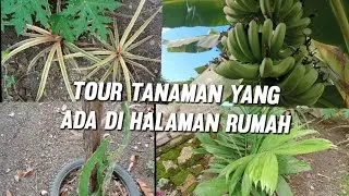 tour tanaman yang ada di sekitar rumah