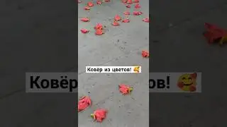 #shorts #short #shortvideo #shortsvideo #tenerife #испания #цветы #flowers #парк #растения #plants