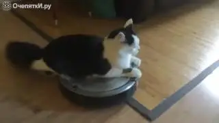 Кот пылесосит пол