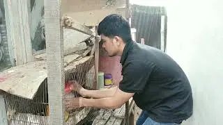 Pisahkan anak ayam induknya jadi gila
