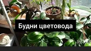 будни цветовода