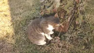 Кот радуется тёплой погоде