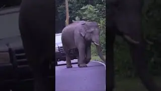 เมฆา จะยอมมั้ย,,? เขาใหญ่ #forestelephant #animalnews #animals #elephanthabitat