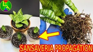How to multiply Sansevieria at home ?
